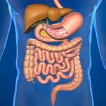 digestive-system